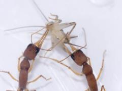 Scientists have found a protein that can turn an ant from a worker into a queen