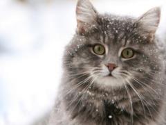 Кошки отслеживают передвижения своих хозяев – ученые