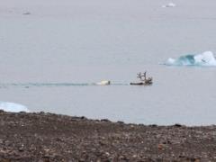 Ученые впервые сняли на видео охоту белого медведя на северного оленя