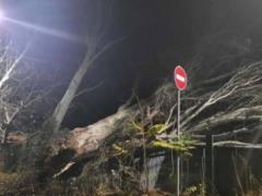 A powerful storm in the occupied Crimea left almost 60 thousand people without electricity