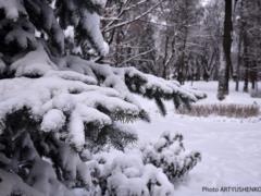 Первый день зимы: красивые поздравления