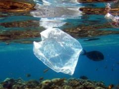 В Большом тихоокеанском мусорном пятне поселились морские организмы