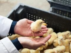 Избавить от убийств  ненужных  животных поможет новая технология редактирования пола