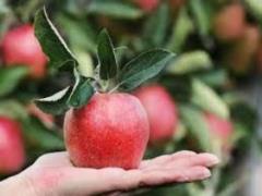 Шість найкращих продуктів для здоров я кишечника та профілактики діабету