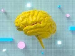 Нервные клетки восстанавливаются: как правильно тренировать извилины