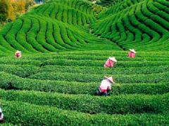 Шри-Ланка чаем выплатит долг Ирану за нефть