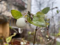 31 грудня у Харкові невеликий сніг, ожеледиця, -4°
