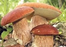 Porcini mushrooms will help you lose weight