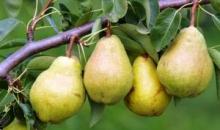 Їмо і худнемо: названі продукти, що знижують апетит