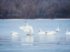 У берегов Хортицы замечена стая белоснежных лебедей - фото