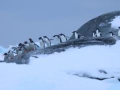 Scientists ask for tougher hygiene rules for ships arriving in Antarctica