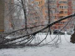 During the night, 17 trees fell: the consequences of bad weather are being eliminated in Kharkov