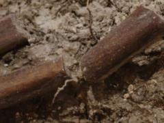 Под церковью возрастом 1000 лет в Британии нашли обезглавленный скелет