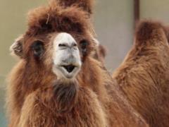 Kharkiv Zoo extended the action  