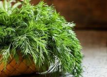 To forget about the vice, it’s necessary to take a squeeze of the crop