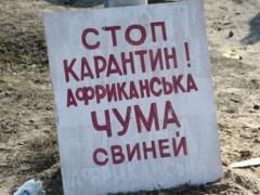 В Житомире зафиксировали вспышку африканской чумы свиней
