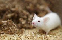 Scientists have managed to grow an organ from a stem cell