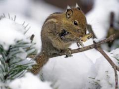 The Last Day of Winter: Holiday Poems and Postcards