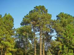 In the Kiev region banned visiting the forest