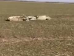 In the Nikolaev region and over Kharkiv, cruise missiles of the invaders were shot down