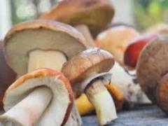 Особое царство: грибы – вред или польза?