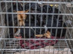 Из-за войны в приюте на Киевщине погибли более 300 животных