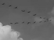 Cranes over Kiev, dagi under Kiev