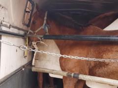 Horses are being evacuated from an equestrian school near Kharkov