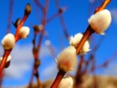 Palm Sunday: how to properly bless the willow