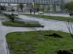 На проспекті Гагаріна у Харкові ентузіаст висадив алею сакур