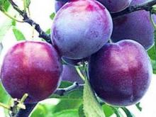 Эксперты назвали лучшие продукты жиросжигатели