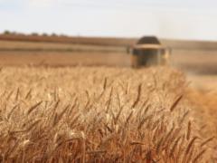 Latvia will help Ukraine sell grain through its ports - Ministry of Agrarian Policy