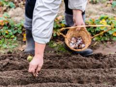 Two-thirds of Ukrainians plan to plant a vegetable garden this year - poll