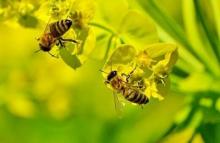 Деякі продукти бджільництва є особливо цінними