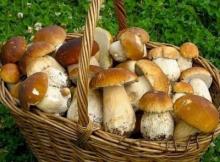 Vcheni brought, scho be-yak_ mushrooms zdatn_ prevent cancer