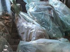 The bodies of 100  