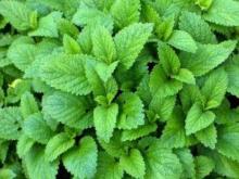 Medicinal plant material contains a dangerous fungus