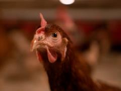 In the fight against bird flu, Europe is considering vaccines that were once taboo