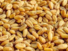 Russia stole about 400,000 tons of grain in Ukraine, - Rada Committee