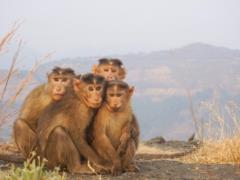 Monkeypox was recorded in Europe: what is known about the disease