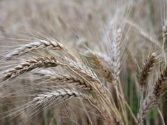 Ukraine has stockpiled 22 million tons of grain, but Russia blocks exports and exacerbates the food crisis in the world
