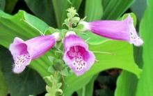 How to get rid of papillomas with home remedies