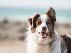 Ancient dogs doubled in size in 6,000 years - study