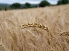Russia smuggled stolen Ukrainian grain back to Syria - CNN