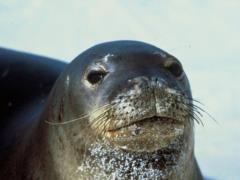 The ancient Romans were accused of reducing the population of the rarest seals in the world