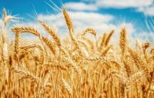 Vcheni debunked the myth about the measles of gluten-free products