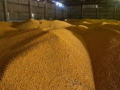 Occupants brag about stealing Ukrainian grain