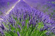 Non-violent and root of the power of lavender