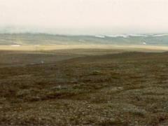 Siberian tundra may disappear due to global warming