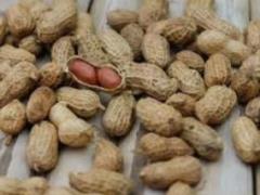 Аллергия на арахис может защищать от коронавируса